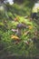 Small Cep Bolete Mushroom in an Autumnal Forest Scene