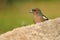 Small chaffinch bird Fringilla coelebs hides behind a rock in nature