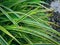 Small Chameleon on Long Green Plant