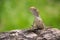 Small chameleon on the rock