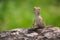 Small chameleon on the rock