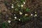 Small chamomile flowers on a background of sand and weeds in the rays of the setting summer sun