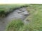 A small channel in a salt marsh at the dutch coast in zeeland  in summer