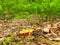 Small Chanterelle in the forest