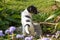 Small charming Jack Russell 7,5 weeks old old. Young dog puppy standing outdoor in the garden in summer