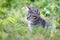 A small charming kitten on the background of a green lawn.