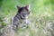 small charming kitten on the background of a green lawn