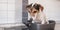 Small Cheeky cute Jack Russell terrier dog sits in a frying pan. A hot dog so to speak