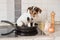 Small Cheeky cute Jack Russell terrier dog sits in a frying pan. A hot dog so to speak
