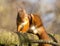 Small, cheerful-looking Scottish red squirrel perched on a mossy branch of a tree