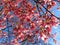 Small Cherry Blossoms in Early March Before Spring