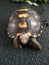 A small cherry head tortoise