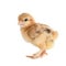 A small chick of bantam silkie isolated on a white background. 2 days old