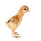 A small chick of bantam silkie isolated on a white background. 2 days old