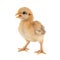 A small chick of bantam silkie isolated on a white background. 7 days old