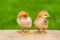 Small chicken friendship. Twin little chicken on green natural background