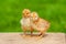 Small chicken friendship. Twin little chicken on green natural background