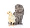 Small chicken and kitten sitting in profile. on white b