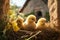 Small chickens against the background of spring nature on Easter, in a bright sunny day at a ranch in a village