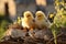 Small chickens against the background of spring nature on Easter, in a bright sunny day at a ranch in a village