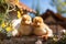 Small chickens against the background of spring nature on Easter, in a bright sunny day at a ranch in a village