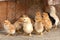 Small chickens bask under the lamp in his enclosure, strewn with sawdust. One of them looks directly at us