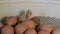 Small chickens that have just hatched in a home incubator,