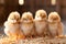 Small chickens pose in the hay in a chicken coop on a ranch in the village