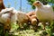 Small chicks feeding outside