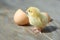 Small chicks near egg shells.