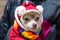 Small Chihuahua breed dog in a red suit with white pompons and a multi-colored scarf