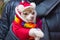 Small Chihuahua breed dog in a red suit with white pompons and a multi-colored scarf