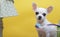 A small chihuahua dog brushes his teeth while sitting on a yellow background near a toothbrush with blue toothpaste.