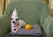 A small chihuahua dog celebrating a birthday lies in a cozy chair in a festive traditional hat next to a yellow orange.
