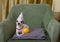 A small chihuahua dog celebrating a birthday lies in a cozy chair in a party hat next to a yellow orange.