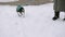 A small chihuahua dog dressed in a green jacket is trembling and running along a snow-covered street. Next to it is an