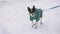 A small chihuahua dog dressed in a green jacket is trembling and running along a snow-covered street. Next to it is an