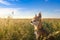 Small chihuahua dog enjoying golden sunset in grass. It stands side to camera on colorful field. Blue sky and white