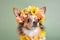 Small Chihuahua dog with flower crown on head on pastel background