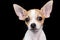 Small chihuahua dog looking at the camera with a funny expressio