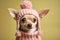 Small Chihuahua dog with pink knitted winter hat on yellow background