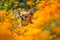 Small Chihuahua dog sitting in orange flower field.