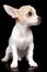 Small chihuahua dog standing isolated on black