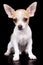 Small chihuahua dog standing and looking at the camera