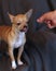 Small Chihuahua Dog staring at a treat in a hand with his tongue out