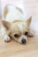 Small Chihuahua dog with a white and beige color on the floor. Lonely dog