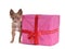 Small chihuahua puppy with big gift box