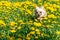 Small Chihuahua is running over a green meadow full of yellow da