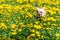 Small Chihuahua is running over a green meadow full of yellow da