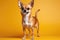 A Small Chihuahua Standing On A Yellow Background